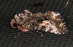 Aedia acronyctoides