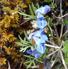 Corydalis jigmei