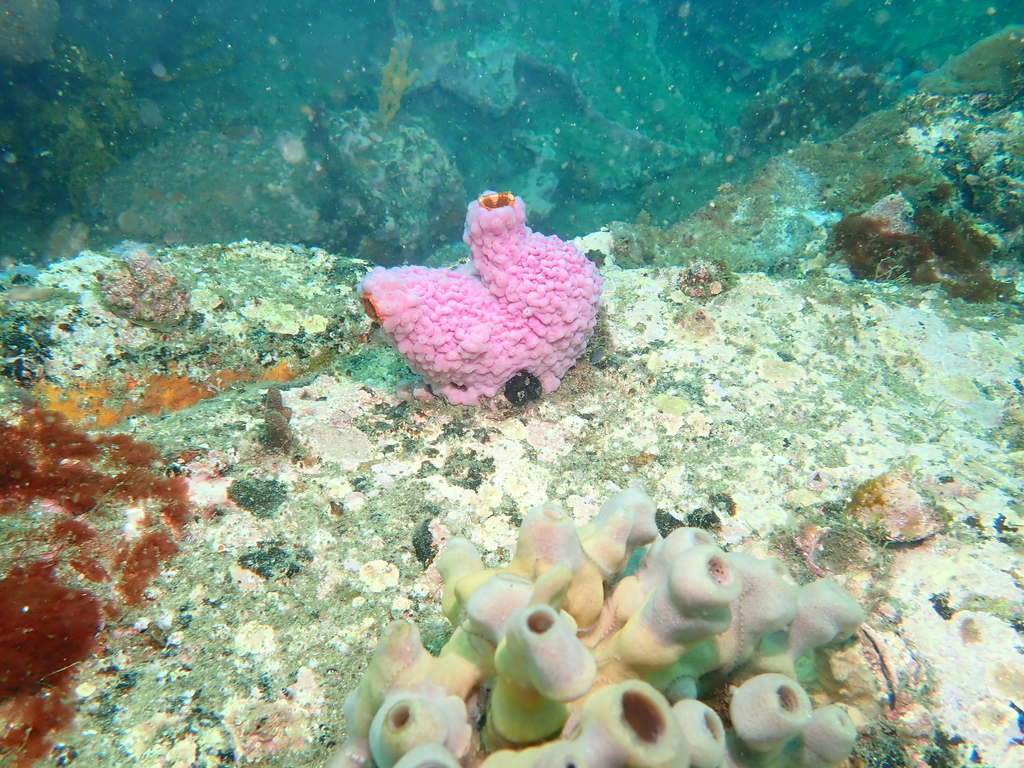 Cnemidocarpa pedata