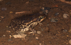 Rhinella horribilis