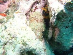 Scorpaena jacksoniensis