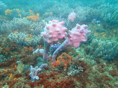 Halisarca australiensis