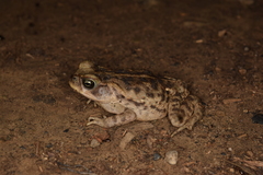 Rhinella horribilis
