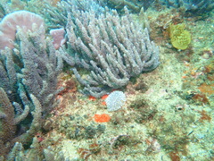 Polycitor giganteus
