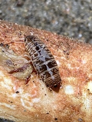 Cirolana harfordi