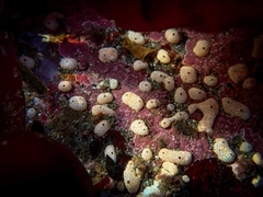 Didemnum carnulentum