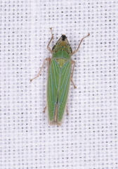 Cicadellidae