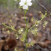 Drosera lunata - Photo (c) Colin Trainor, some rights reserved (CC BY-NC), uploaded by Colin Trainor