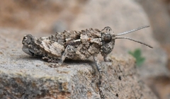 Glauia durieui