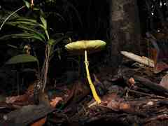 Leucocoprinus brunneoluteus