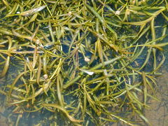 Potamogeton ochreatus