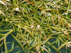 Potamogeton ochreatus