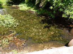 Potamogeton ochreatus