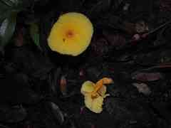 Leucocoprinus brunneoluteus