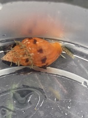 Amphissa versicolor