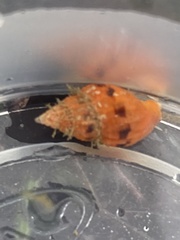 Amphissa versicolor