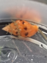 Amphissa versicolor