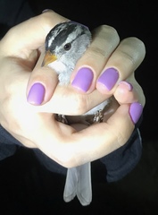 Zonotrichia leucophrys