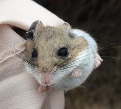 Peromyscus gambelii