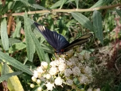 Chlosyne ehrenbergii