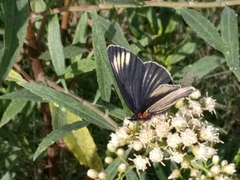 Chlosyne ehrenbergii