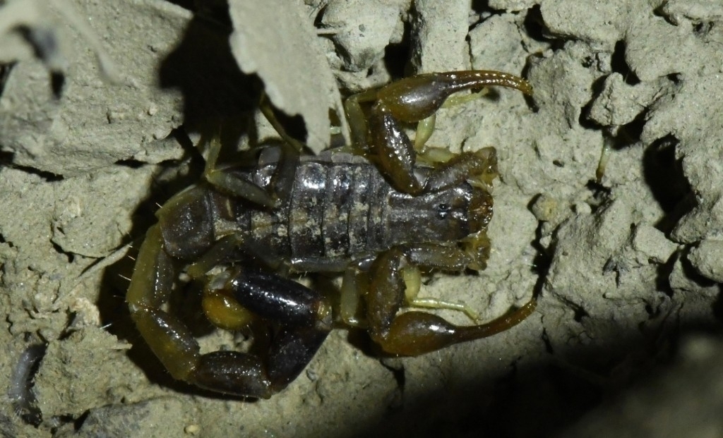 Butheoloides maroccanus