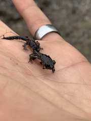 Aneides klamathensis