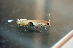 Pseudexentera costomaculana