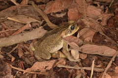Rhinella horribilis