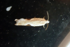 Pseudexentera costomaculana