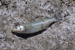 Odontesthes argentinensis