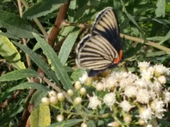 Chlosyne ehrenbergii