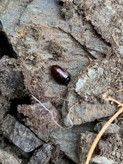 Parcoblatta americana