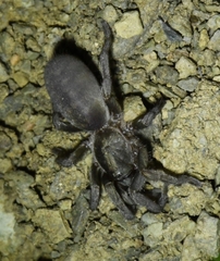 Ischnocolus