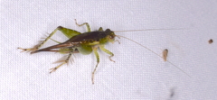 Grylloidea