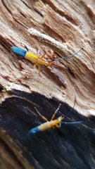 Stenoderus ostricilla