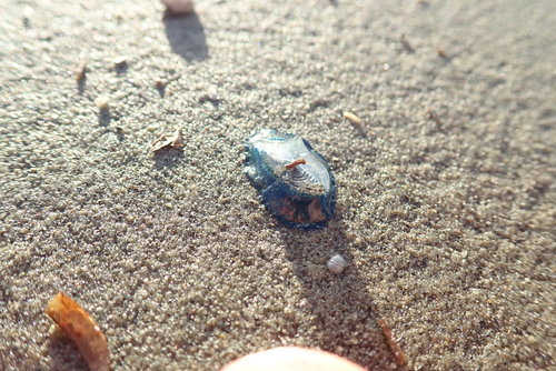 photo of By-the-wind Sailor (Velella velella)