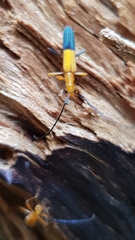 Stenoderus ostricilla