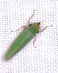 Cicadellidae