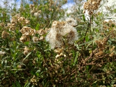 Baccharis salicifolia