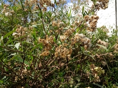 Baccharis salicifolia