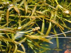 Potamogeton ochreatus