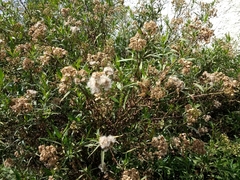 Baccharis salicifolia