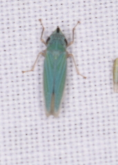 Draeculacephala