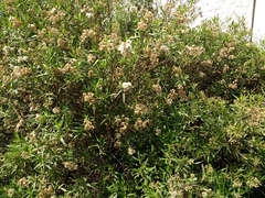 Baccharis salicifolia