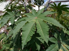 Ricinus communis