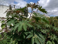 Ricinus communis