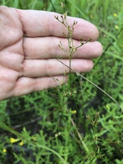Juncus pelocarpus