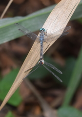 Anisoptera