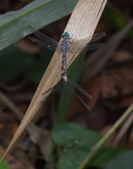 Anisoptera